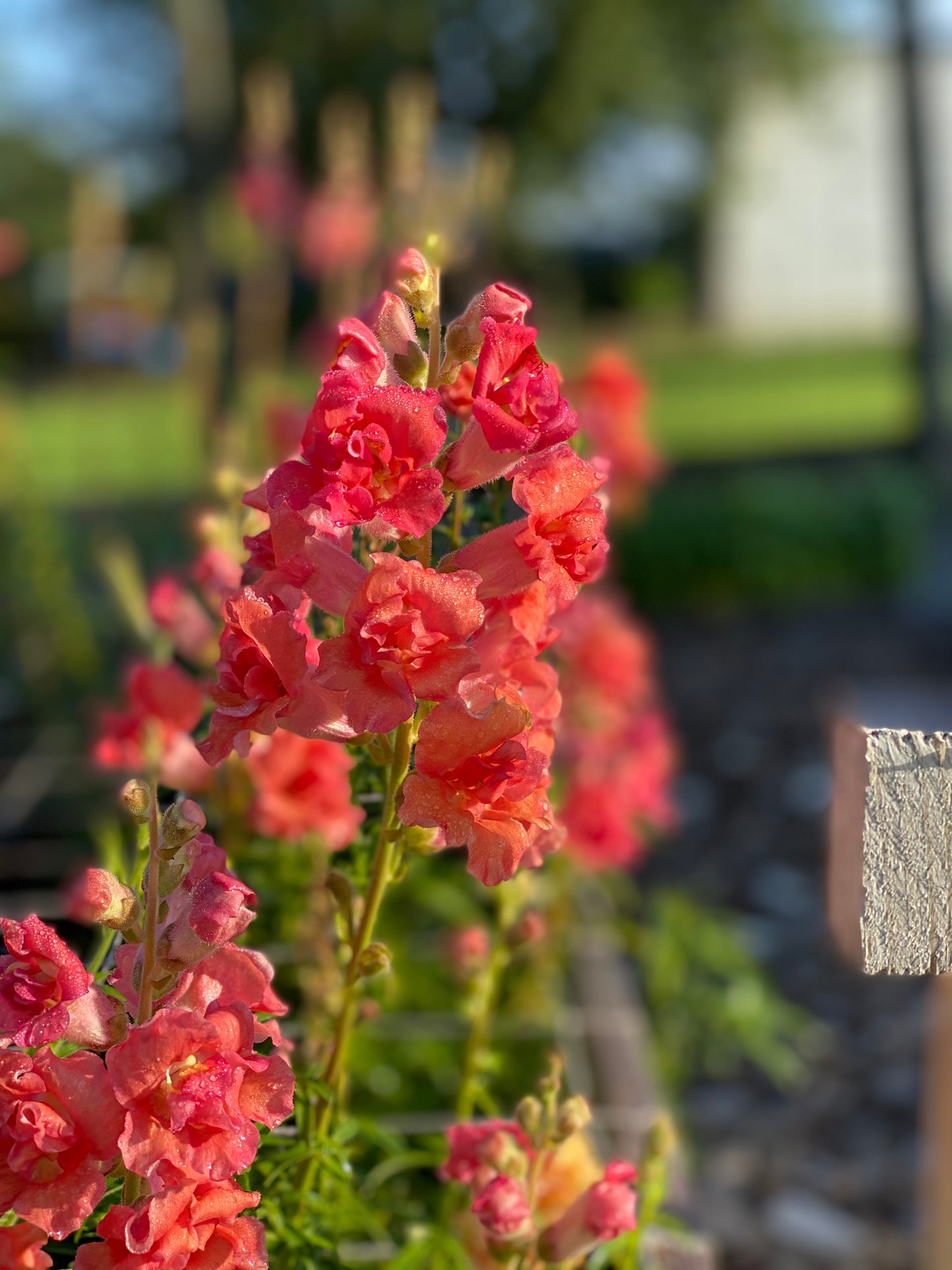 Antirrhinum Majus - Leeuwebek "Madame Butterfly Bronze"