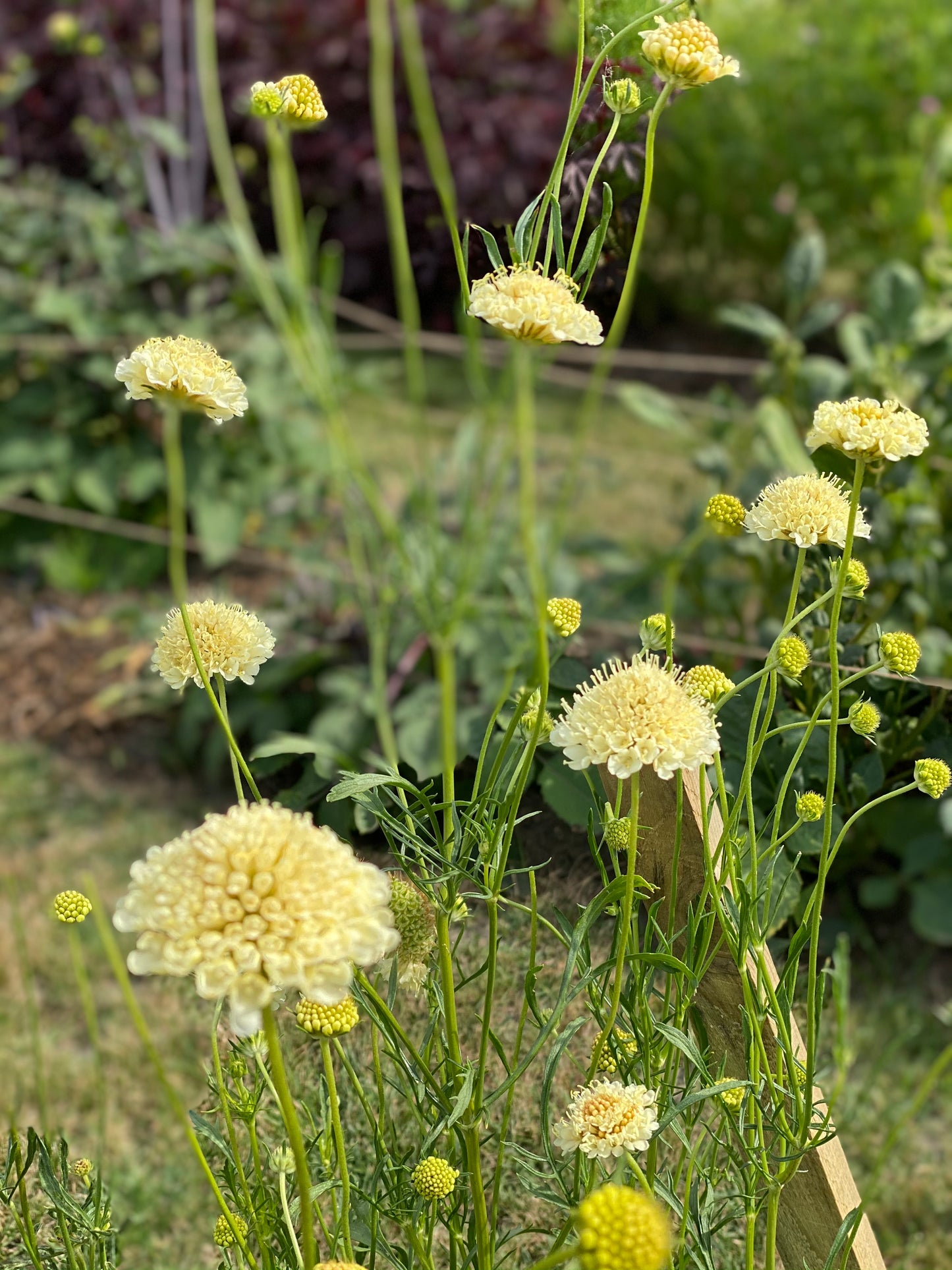 Scabiosa atropurpurea "Chrisje's Mix"