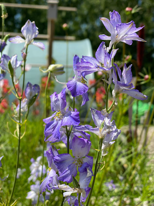 Delphinium Consolida Frosted Skies (ridderspoor)