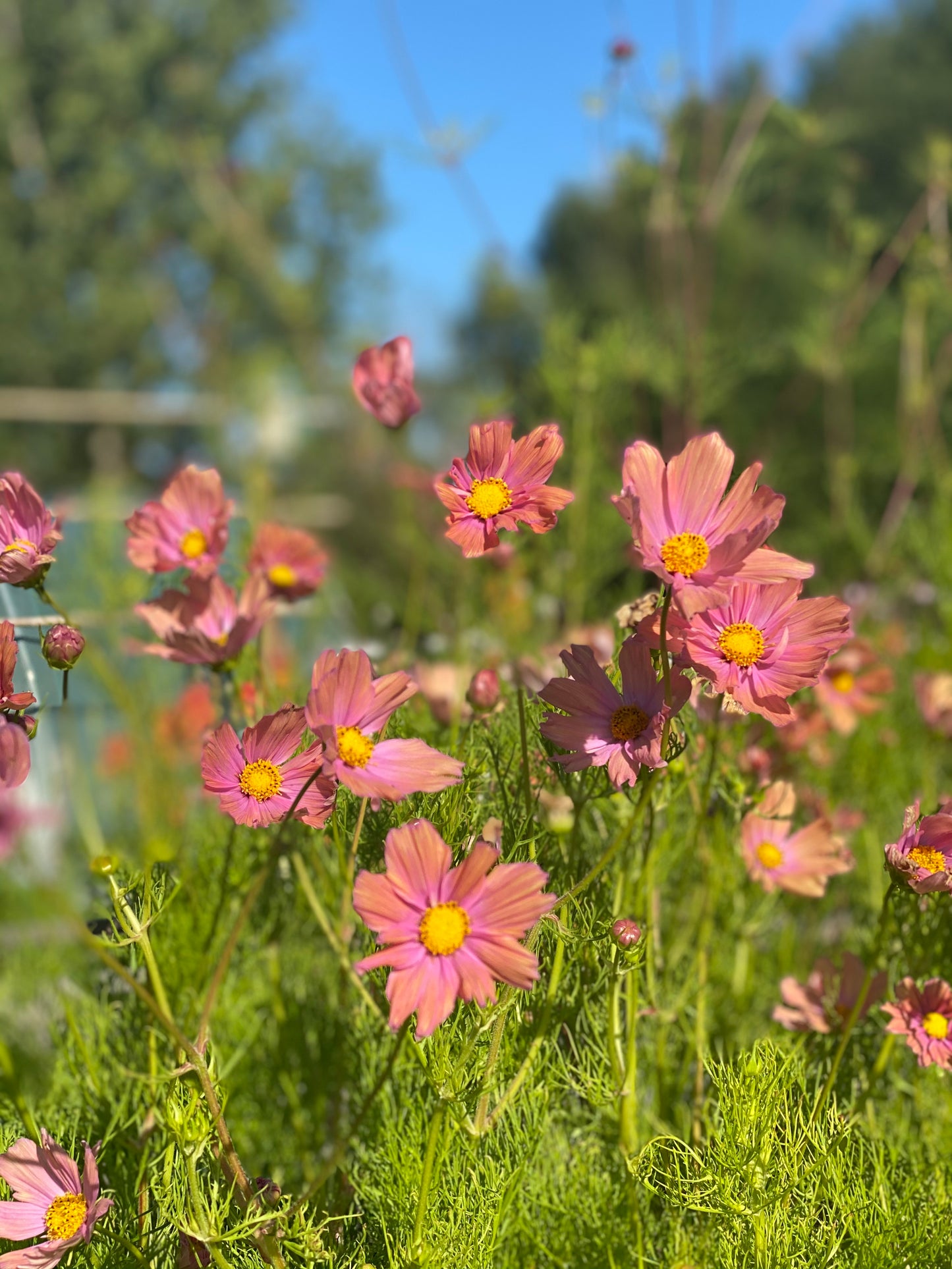 Cosmos bipinnatus Apricotta