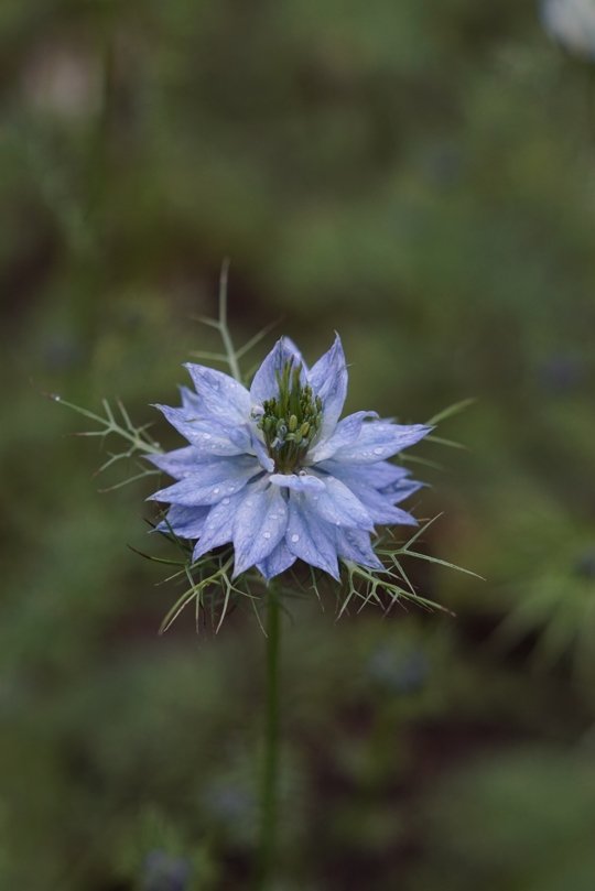 Juffertje-in-het-groen - Nigella damascena "mix”