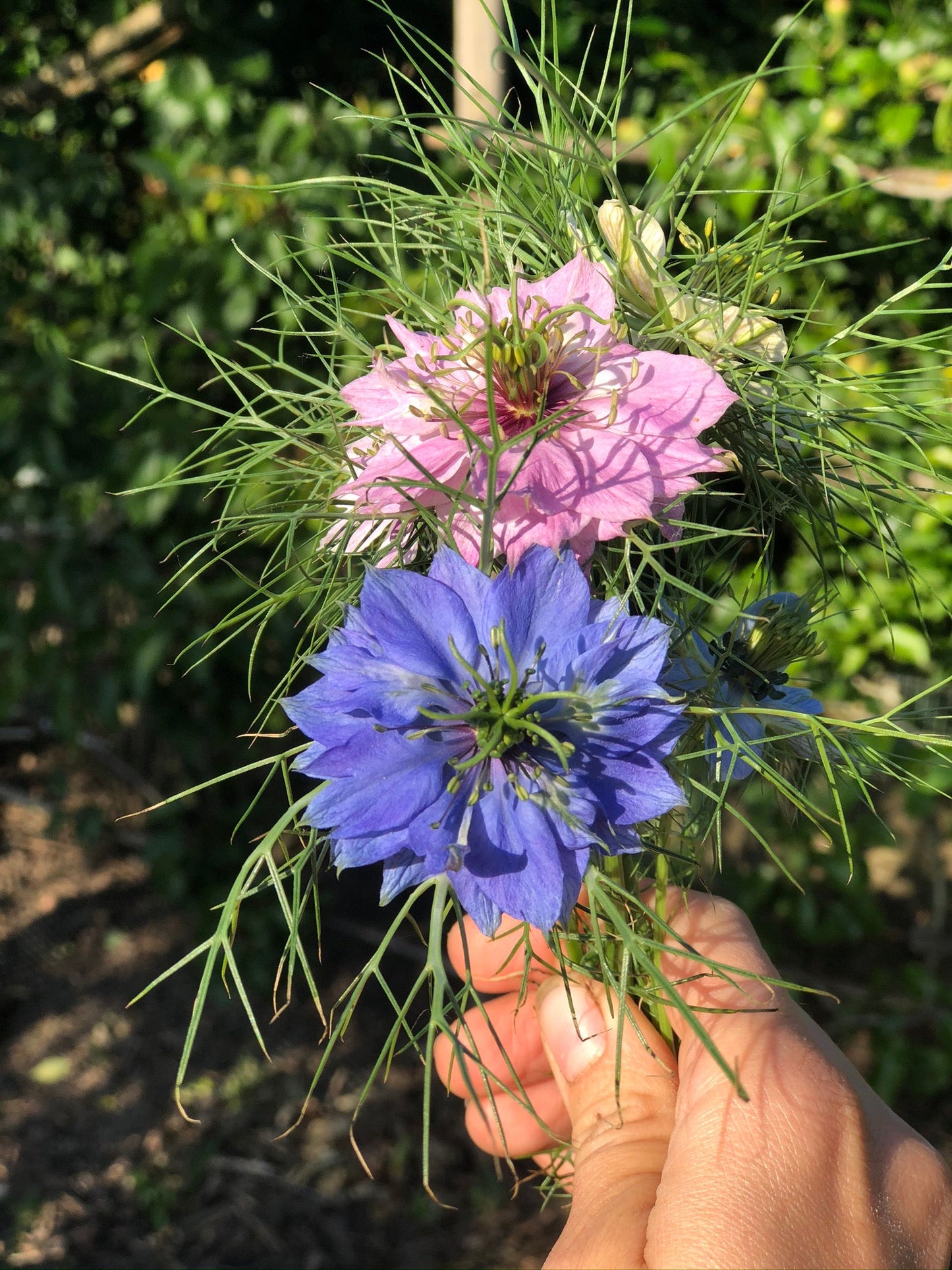 Juffertje-in-het-groen - Nigella damascena "mix”