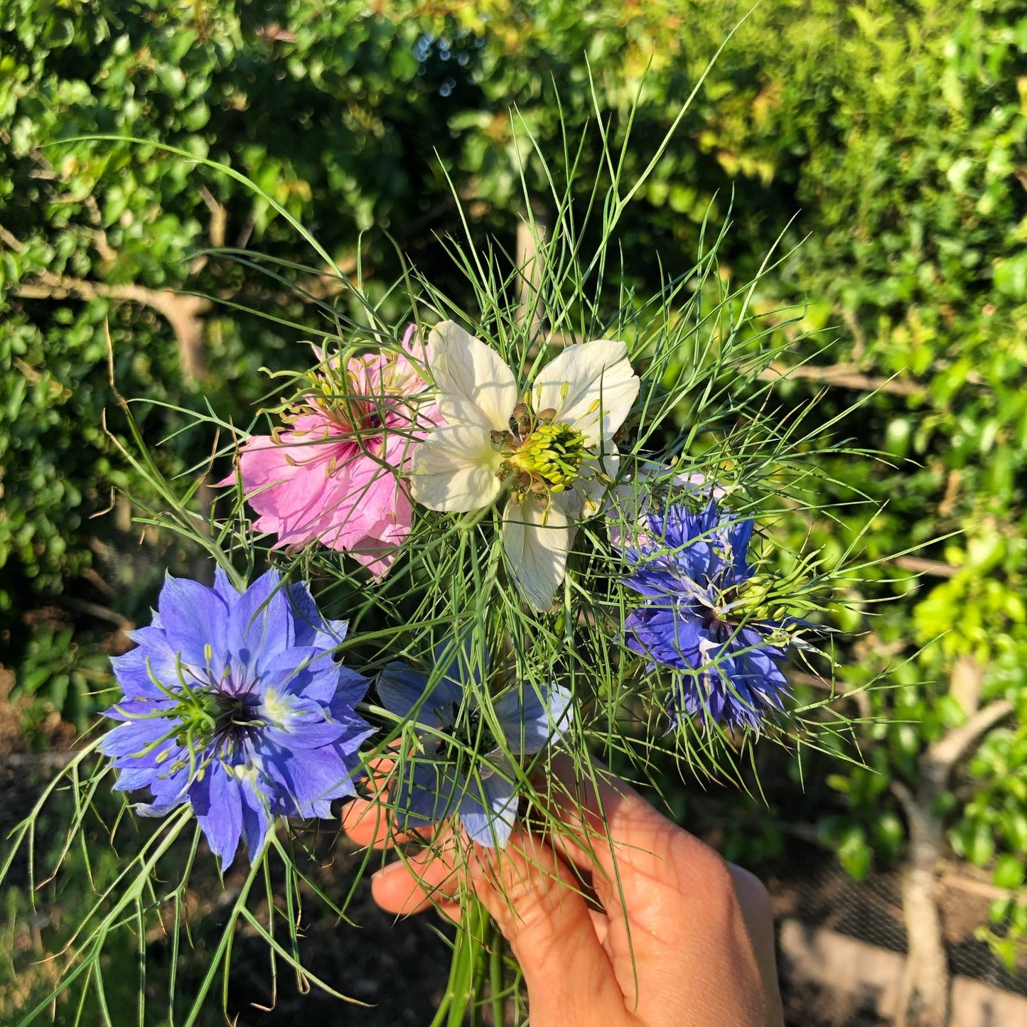 Juffertje-in-het-groen - Nigella damascena "mix”