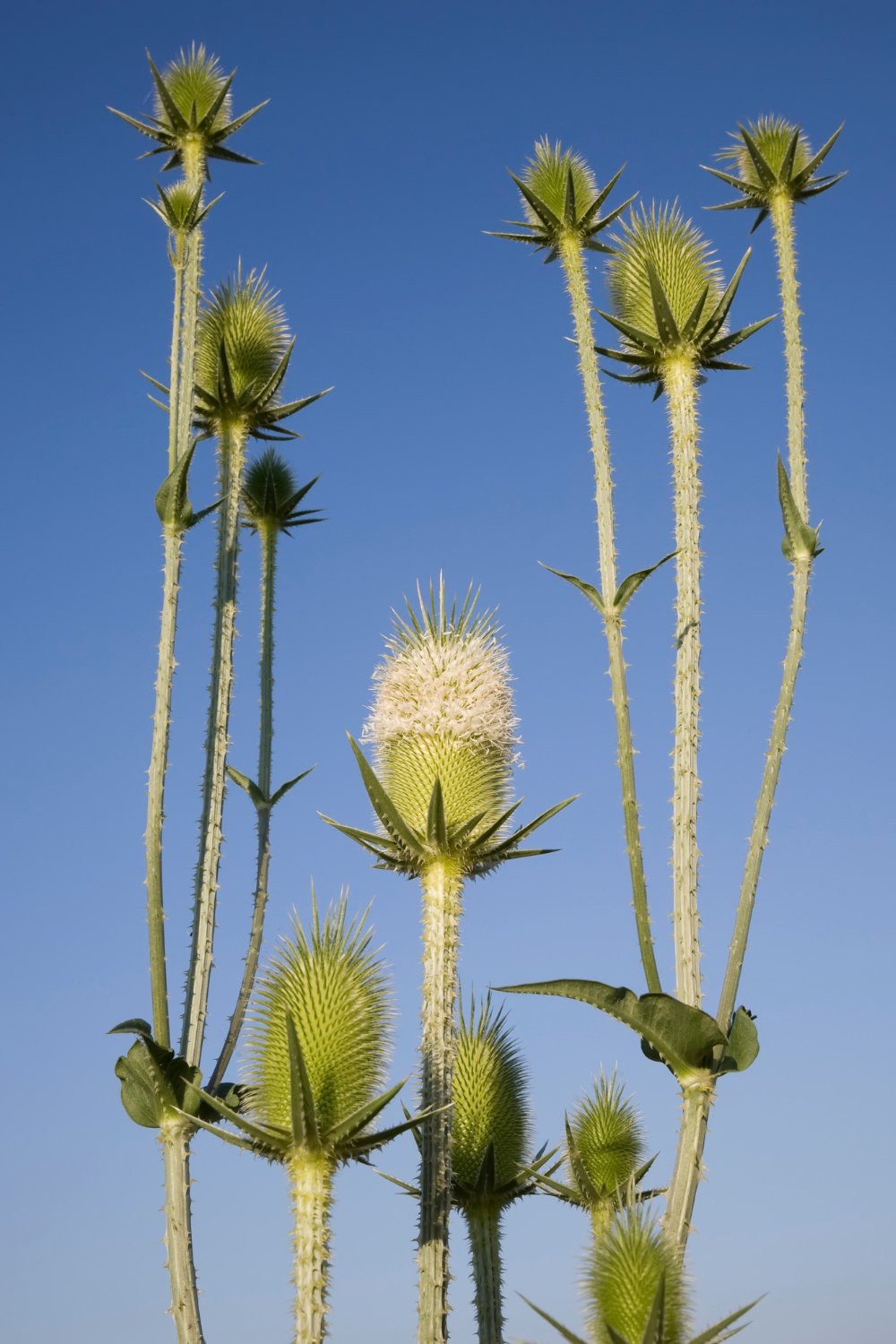 Kaardenbol - Dipsacus laciniatus - Tuinkabouter Chrisje