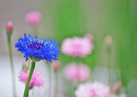 Korenbloem - Centaurea cyanus 'Ball Mix' - Tuinkabouter Chrisje