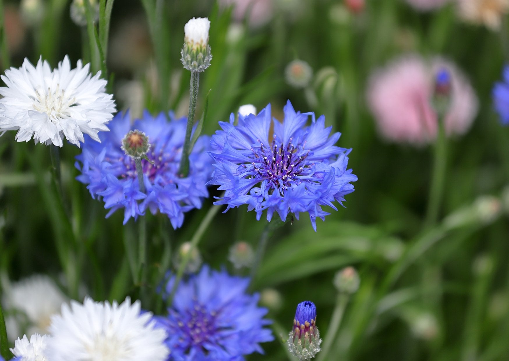 Korenbloem - Centaurea cyanus 'Ball Mix' - Tuinkabouter Chrisje