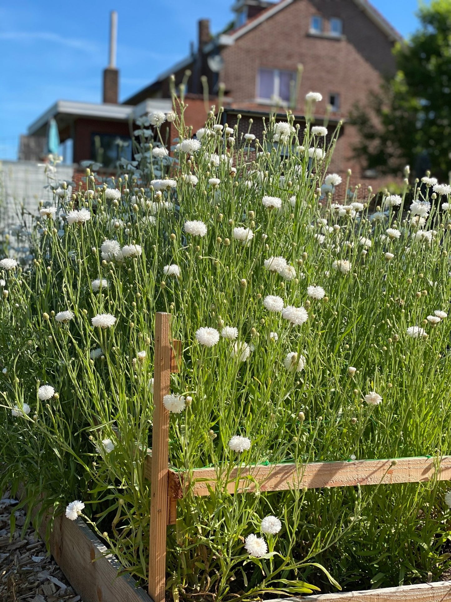 Korenbloem - centaurea cyanus - "White Ball"