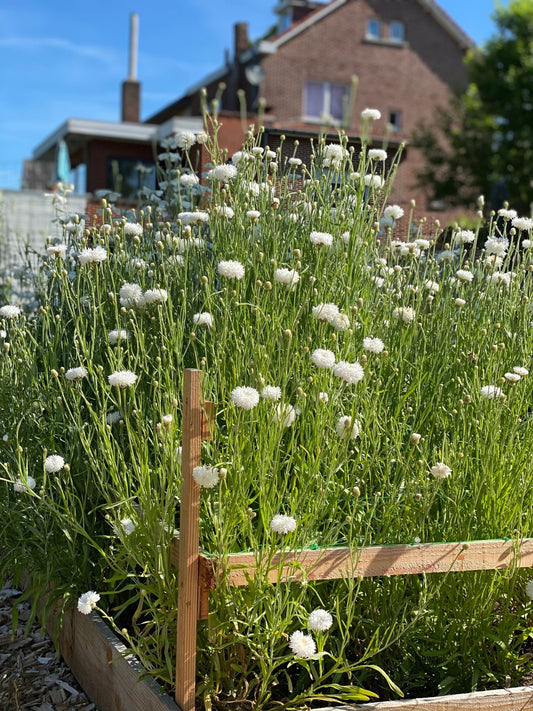 Kornblume - Centaurea cyanus - "Weiße Kugel"