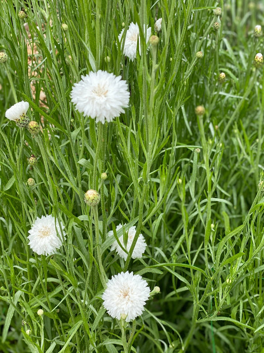 Korenbloem - centaurea cyanus - "White Ball"