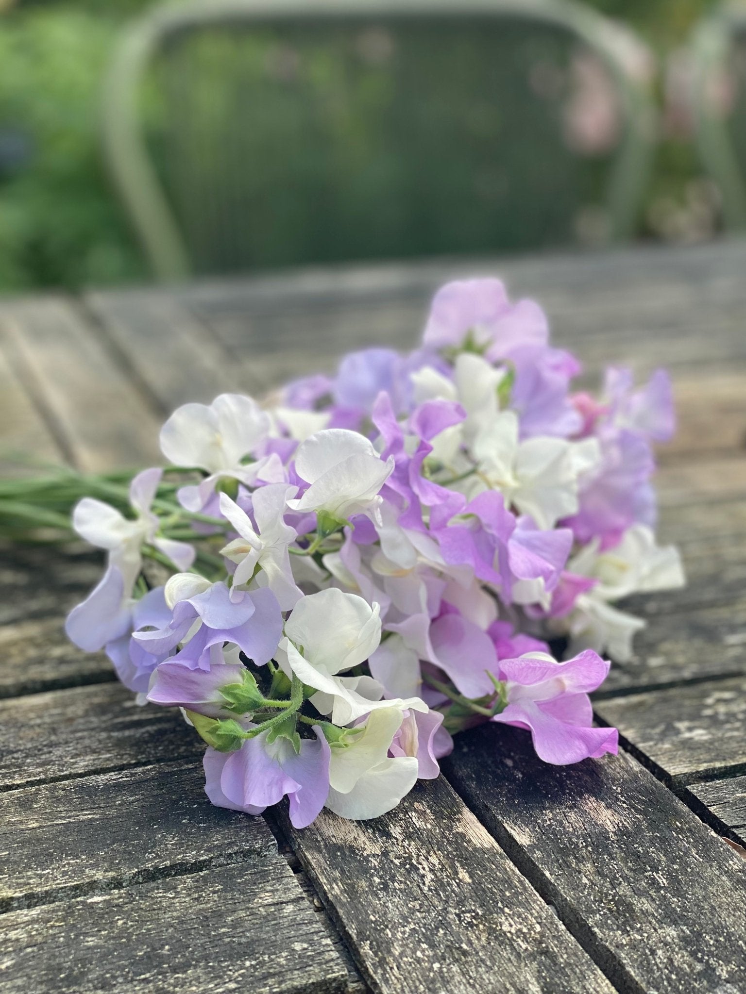 Lathyrus Odoratus - Reukerwt "Chrisje's mix” - Tuinkabouter Chrisje