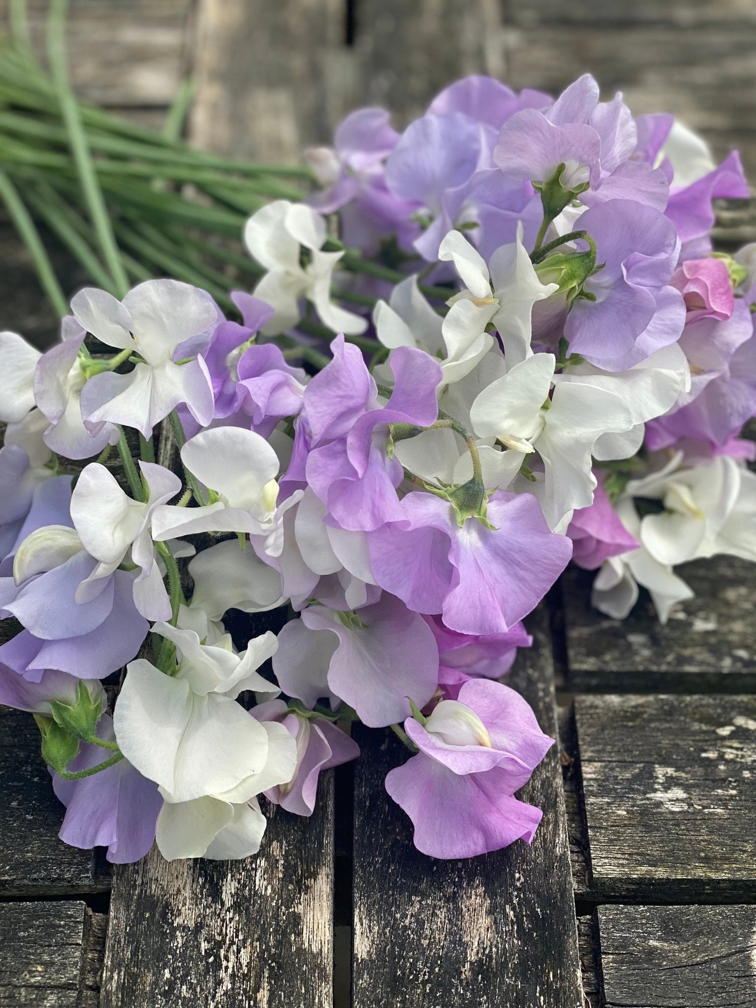 Lathyrus Odoratus - Reukerwt "Chrisje's mix” - Tuinkabouter Chrisje