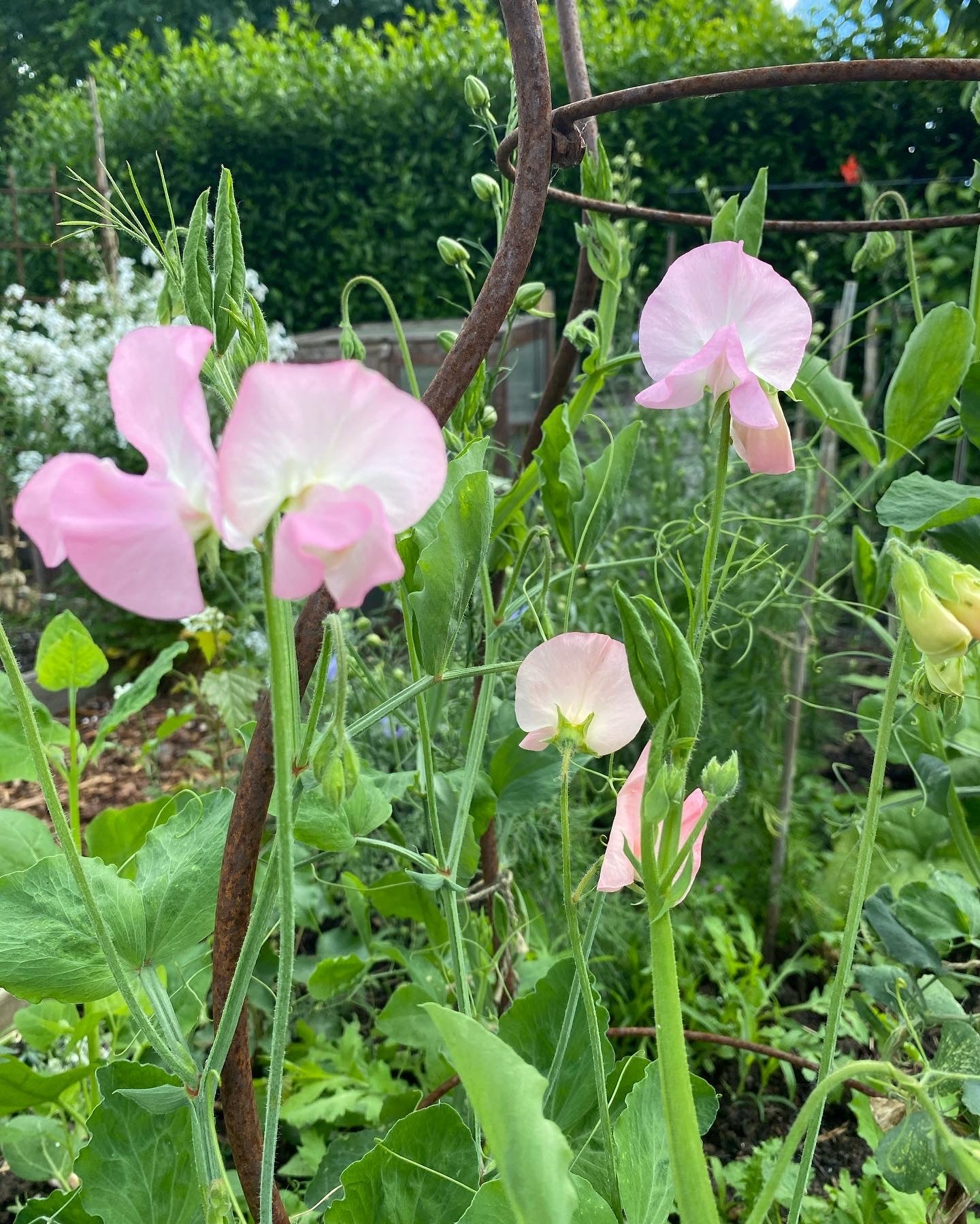 Lathyrus Odoratus - Reukerwt Spring Sunshine Champagne - Tuinkabouter Chrisje