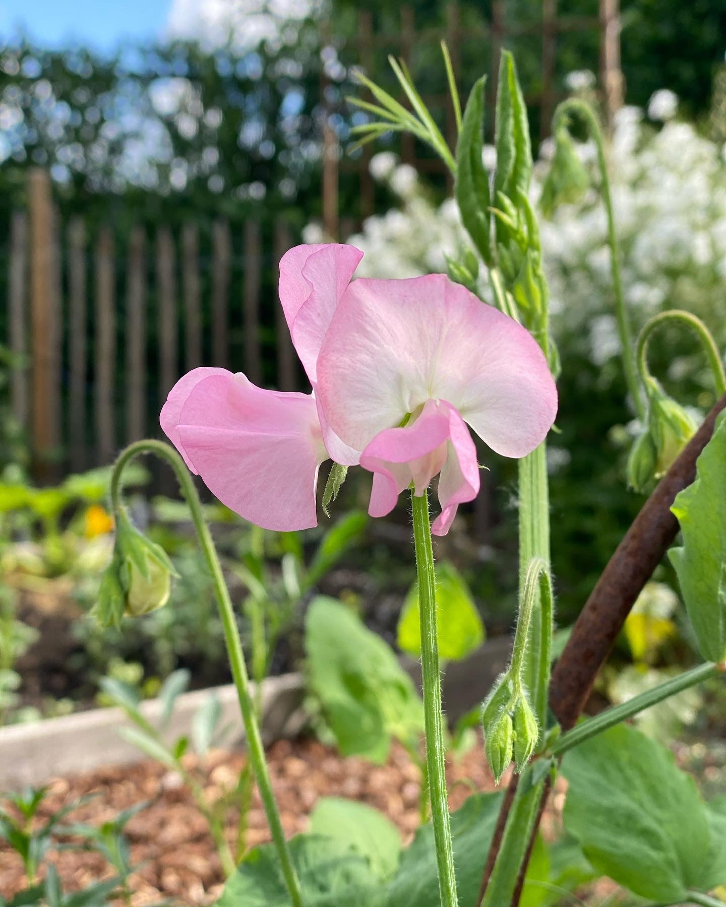 Lathyrus Odoratus - Reukerwt Spring Sunshine Champagne - Tuinkabouter Chrisje