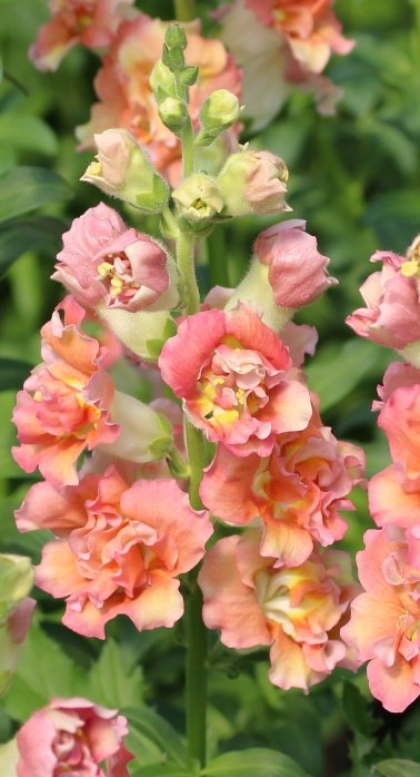 Leeuwebek "Madame Butterfly Bronze with white " Antirrhinum Majus - Tuinkabouter Chrisje