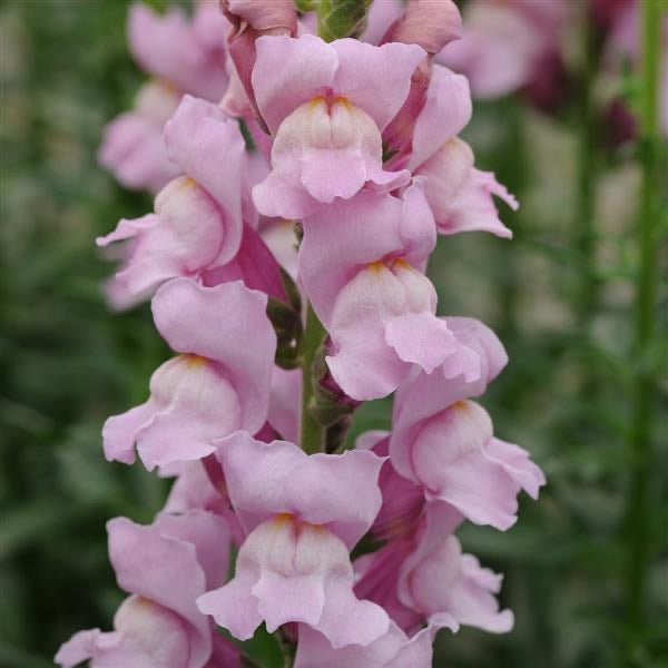 Antirrhinum majus - Leeuwebek Potomac Lavender