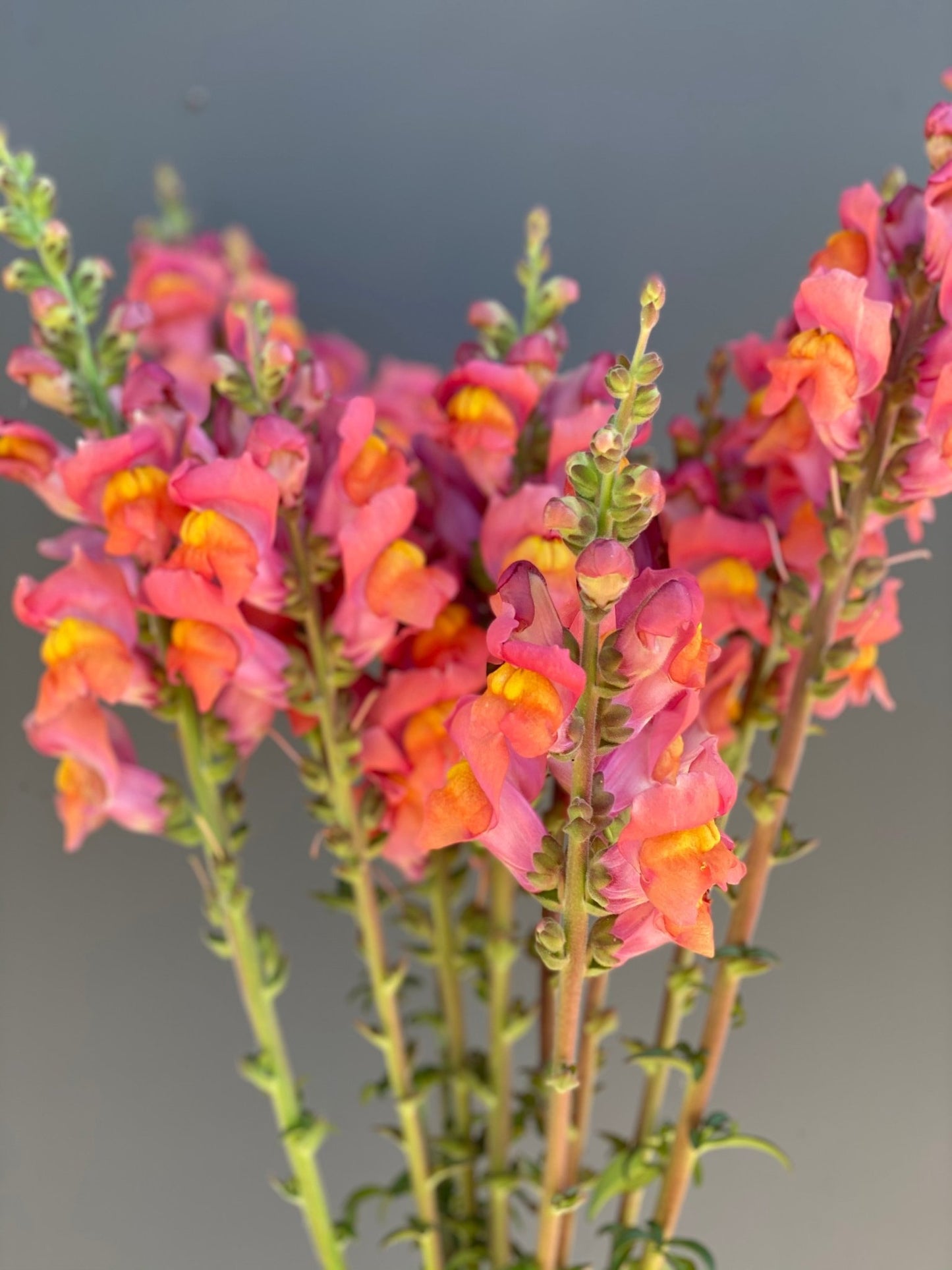 Antirrhinum majus - Leeuwebek Potomac Orange