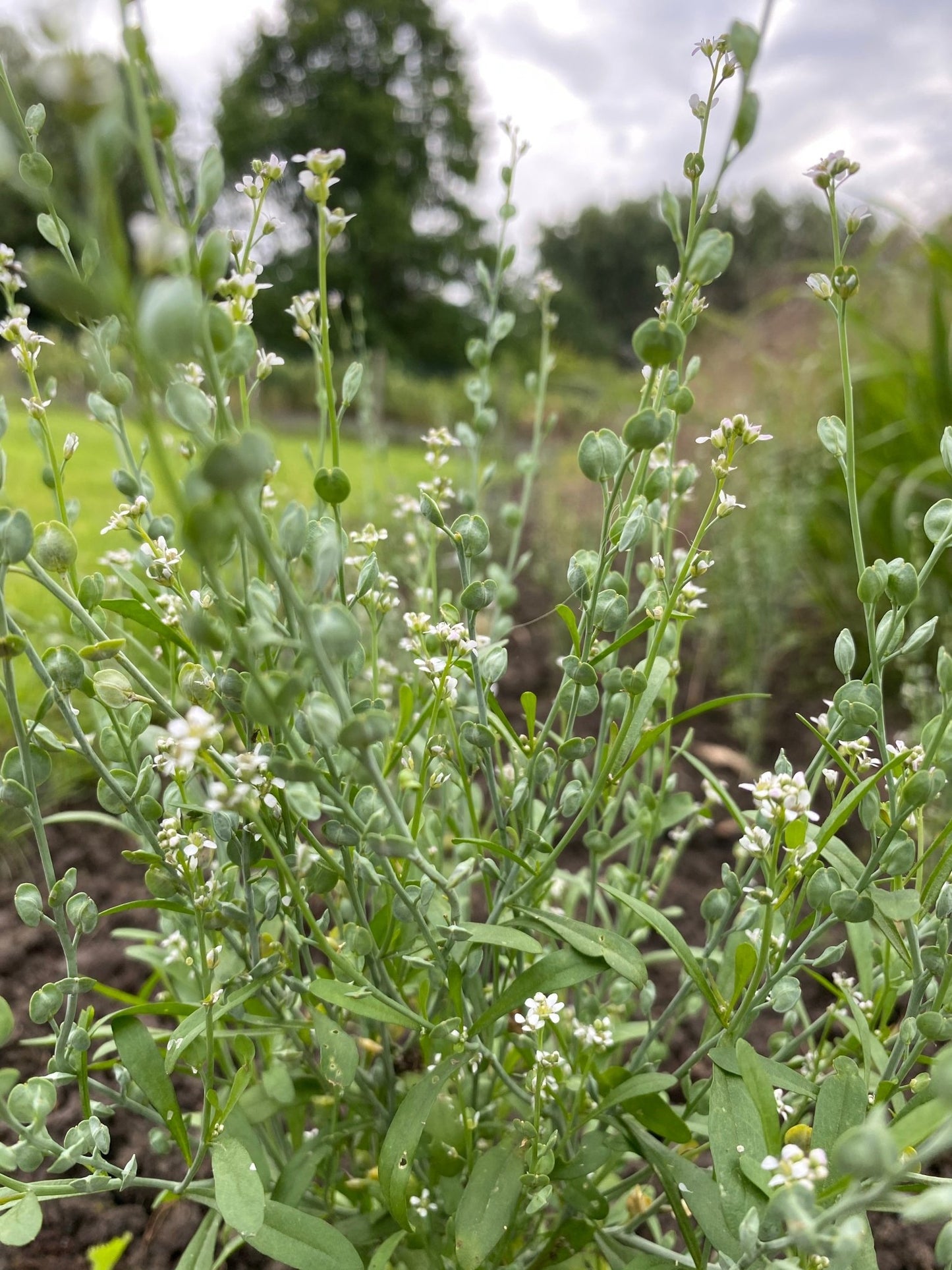 Lepidium Sativum