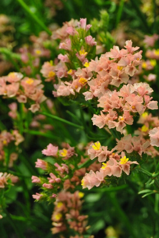 Limonium sinuatum Apricot (statice) - Tuinkabouter Chrisje