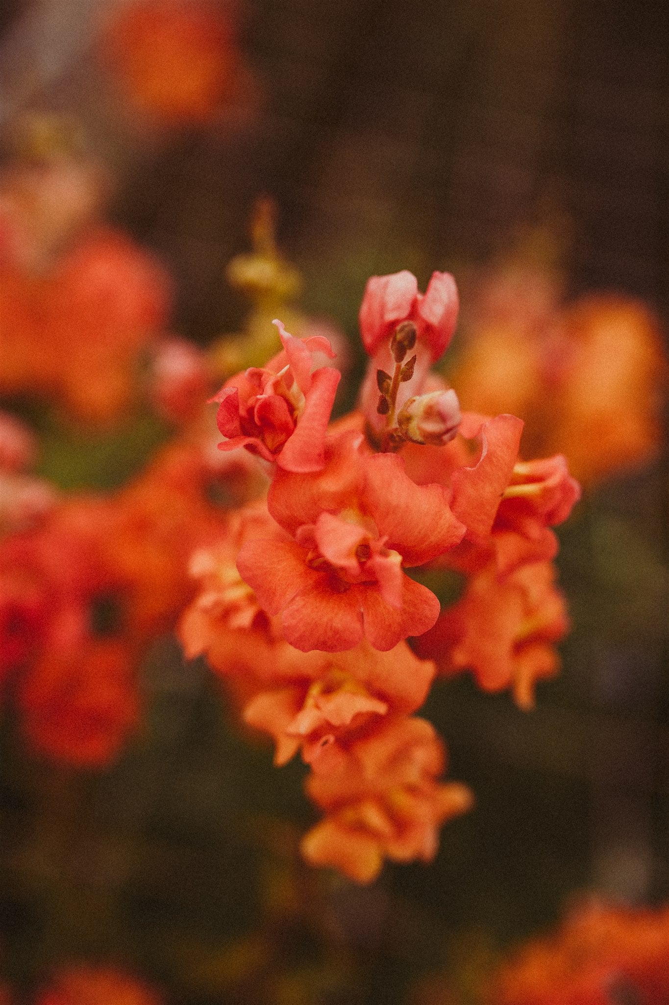 Live Workshop " Je eigen pluktuin zaaien "