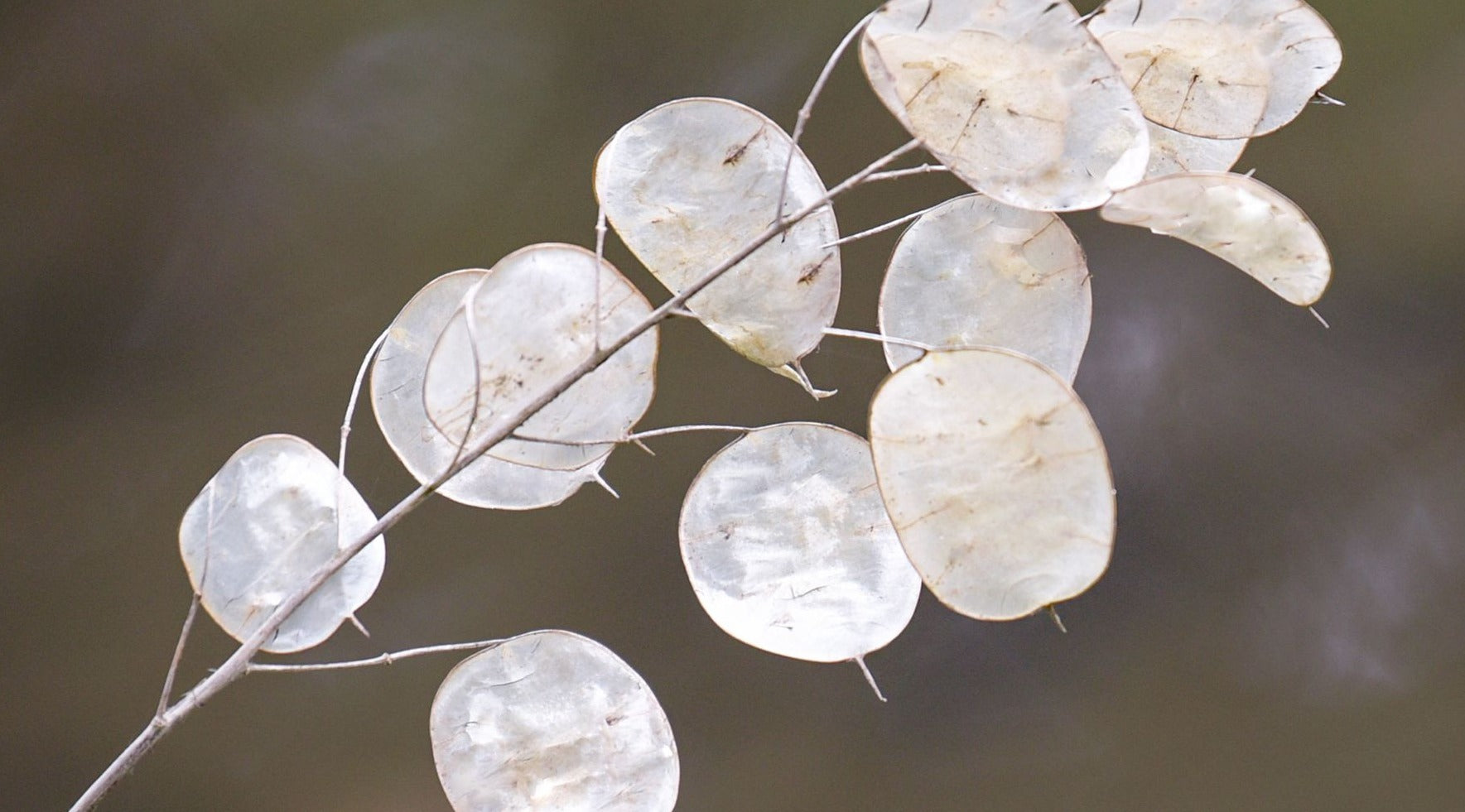 Lunaria annua (biennis) - Judaspenning - Tuinkabouter Chrisje