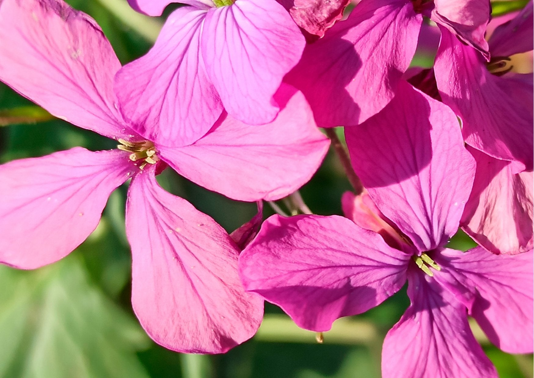 Lunaria annua (biennis) - Judaspenning - Tuinkabouter Chrisje