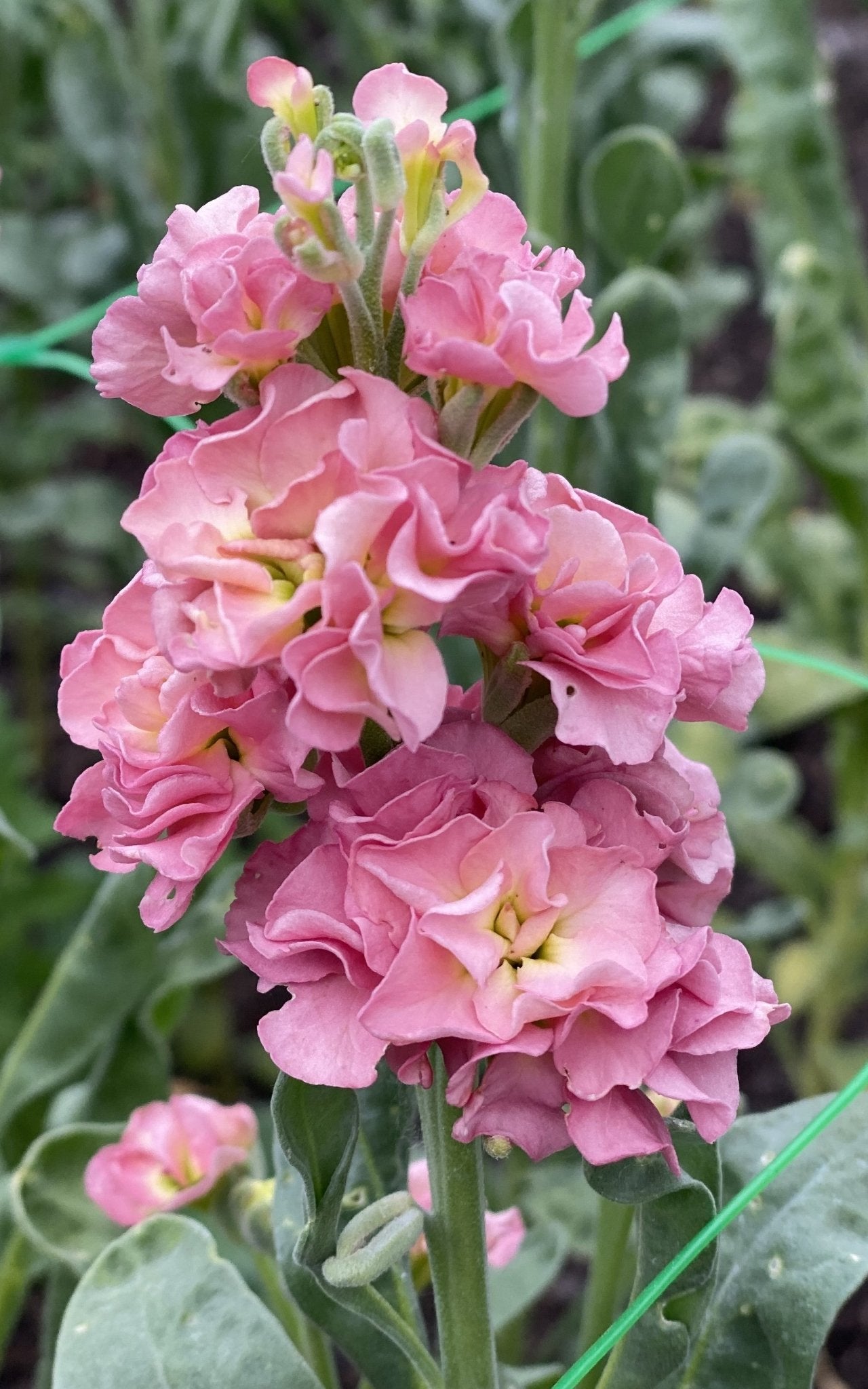 Matthiola incana Antique Rose - Tuinkabouter Chrisje