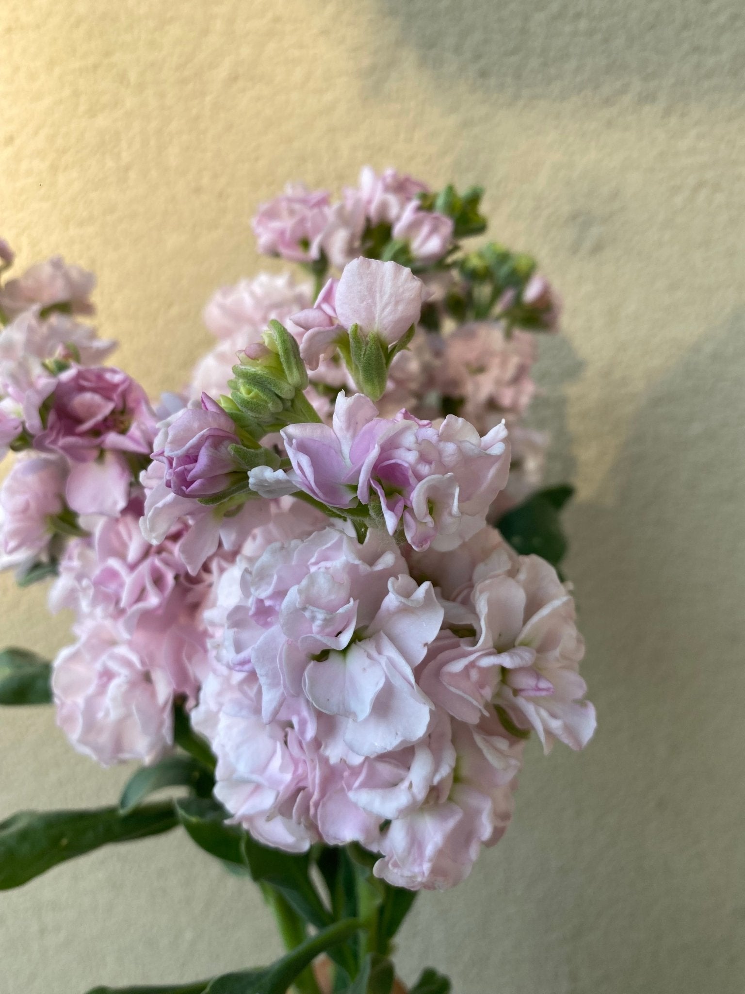 Matthiola incana Katz Cherry Blossom - Tuinkabouter Chrisje