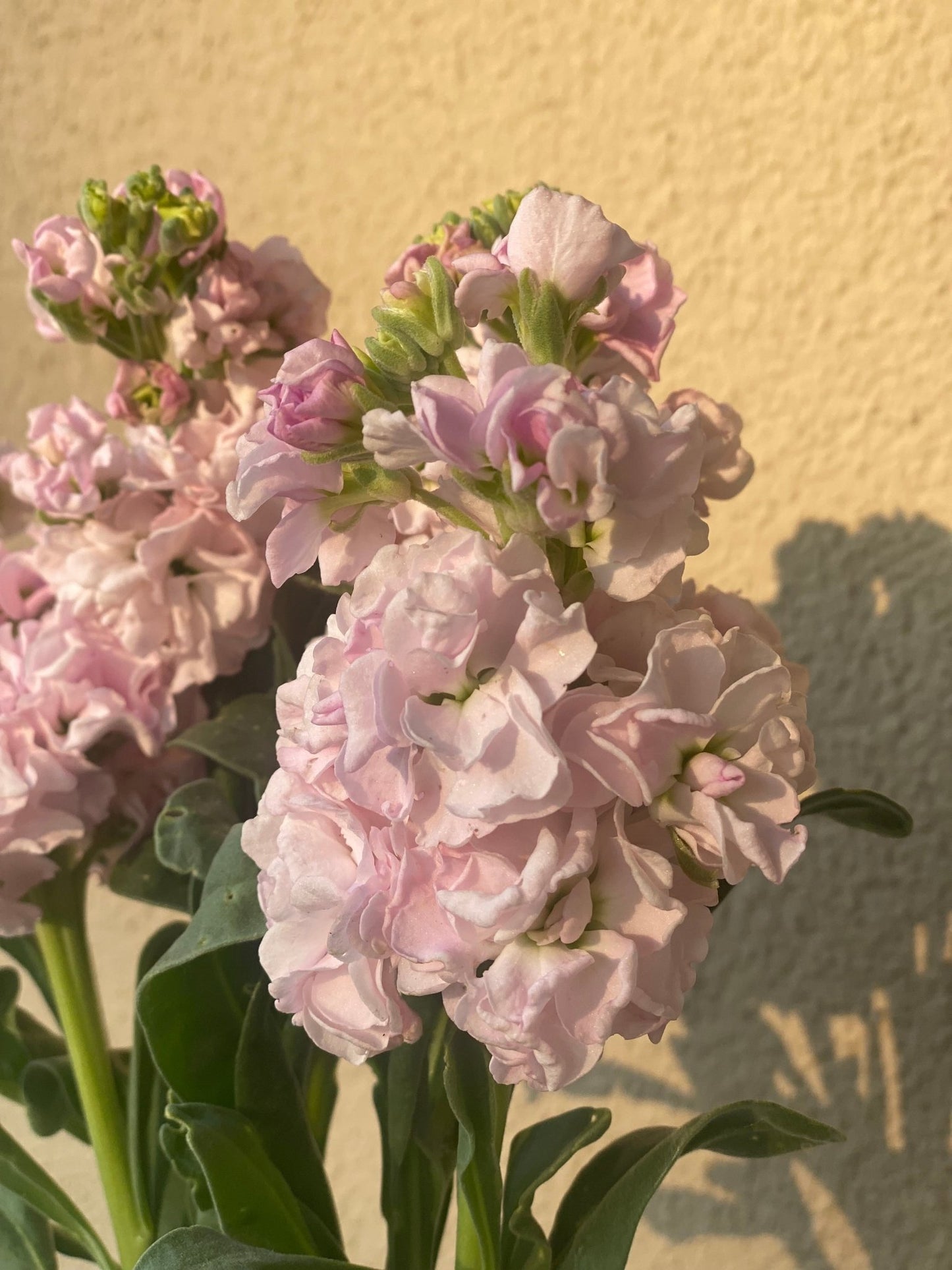 Matthiola incana Katz Cherry Blossom - Tuinkabouter Chrisje