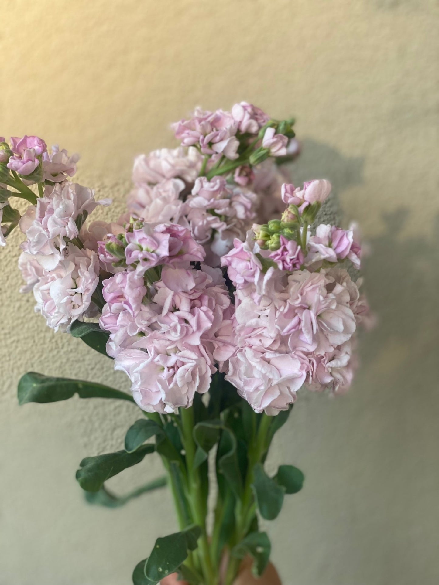 Matthiola incana Katz Cherry Blossom - Tuinkabouter Chrisje