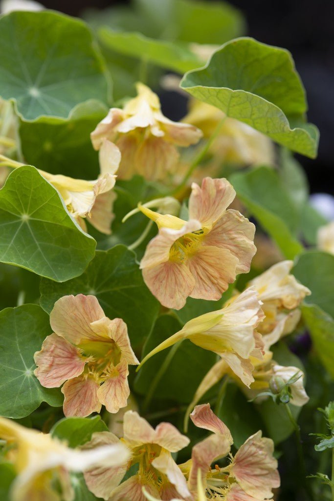 Nasturtium - Tropaeolum minus tip top Pink Blush - Tuinkabouter Chrisje