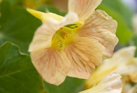 Nasturtium - Tropaeolum minus tip top Pink Blush - Tuinkabouter Chrisje