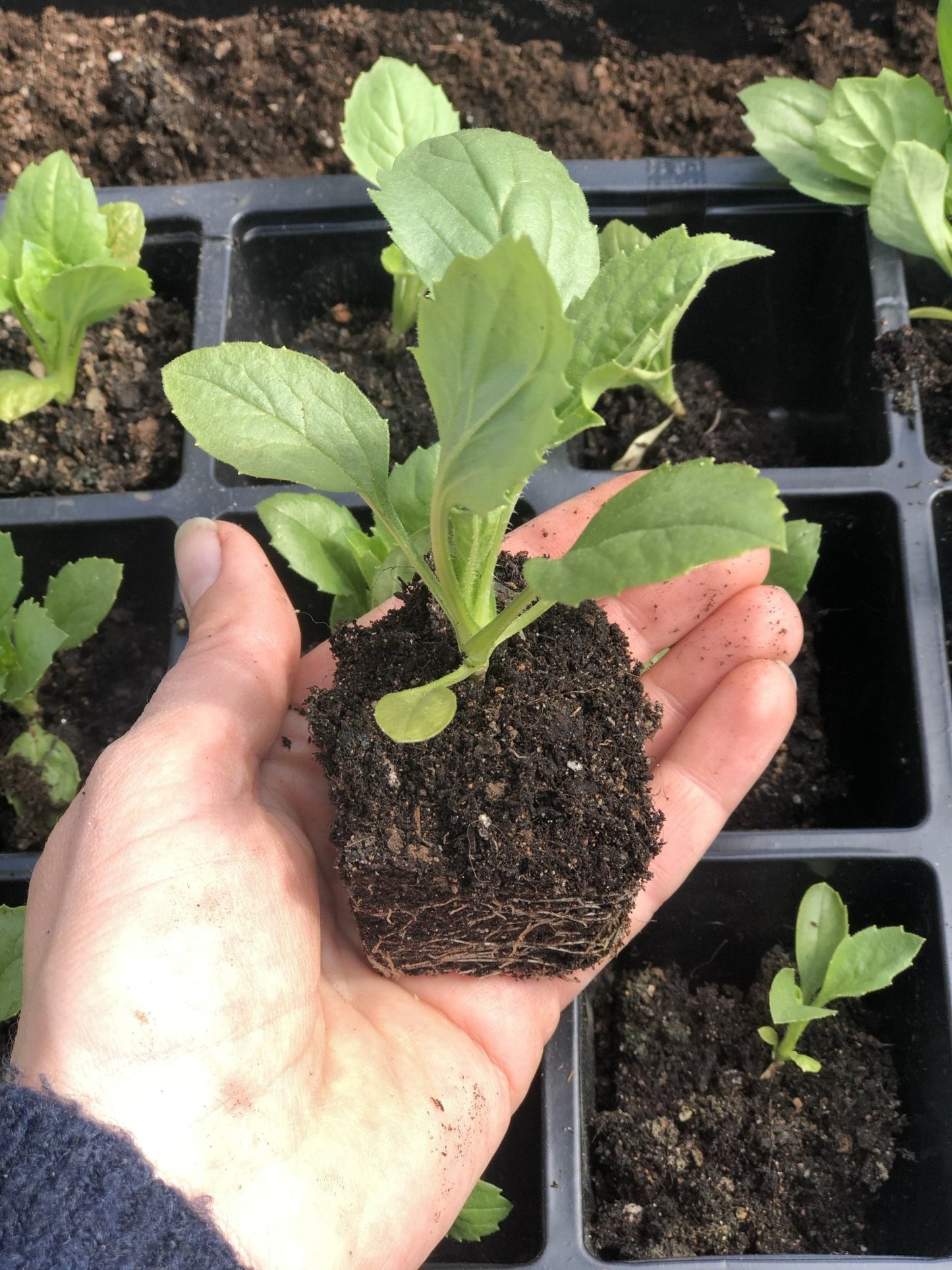 * Tijdelijke Aanbieding - Instapprijs * Digitale Workshop " Bloemen Zaaien voor je pluktuin "