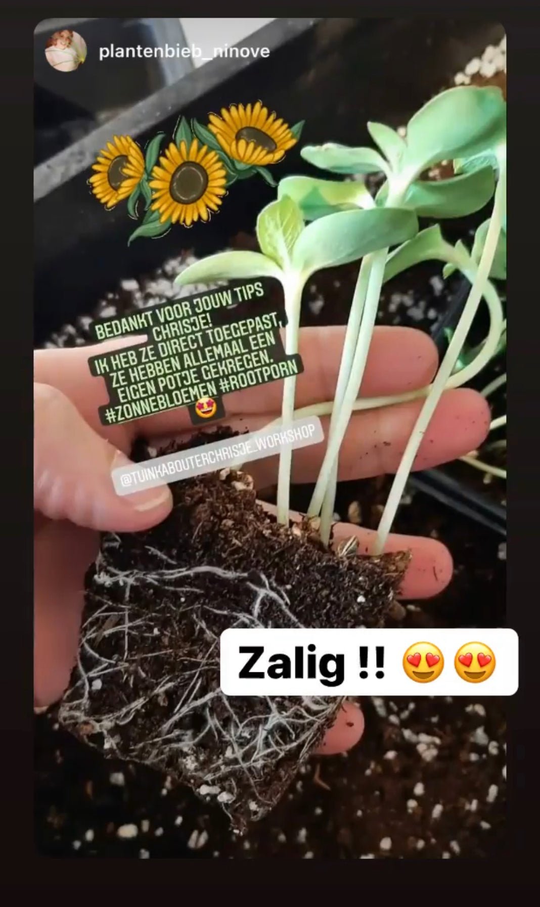 * Tijdelijke Aanbieding - Instapprijs * Digitale Workshop " Bloemen Zaaien voor je pluktuin "