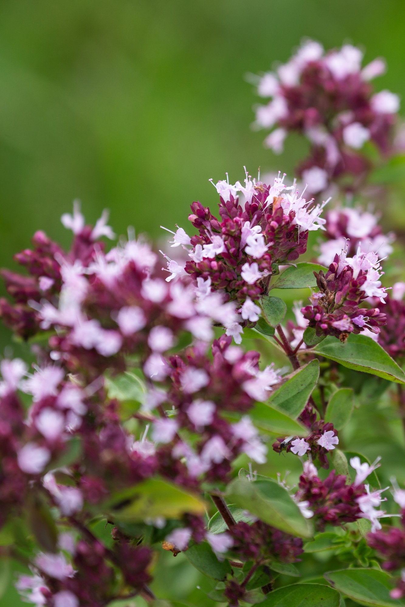 Oregano - Origanum vulgare - Tuinkabouter Chrisje