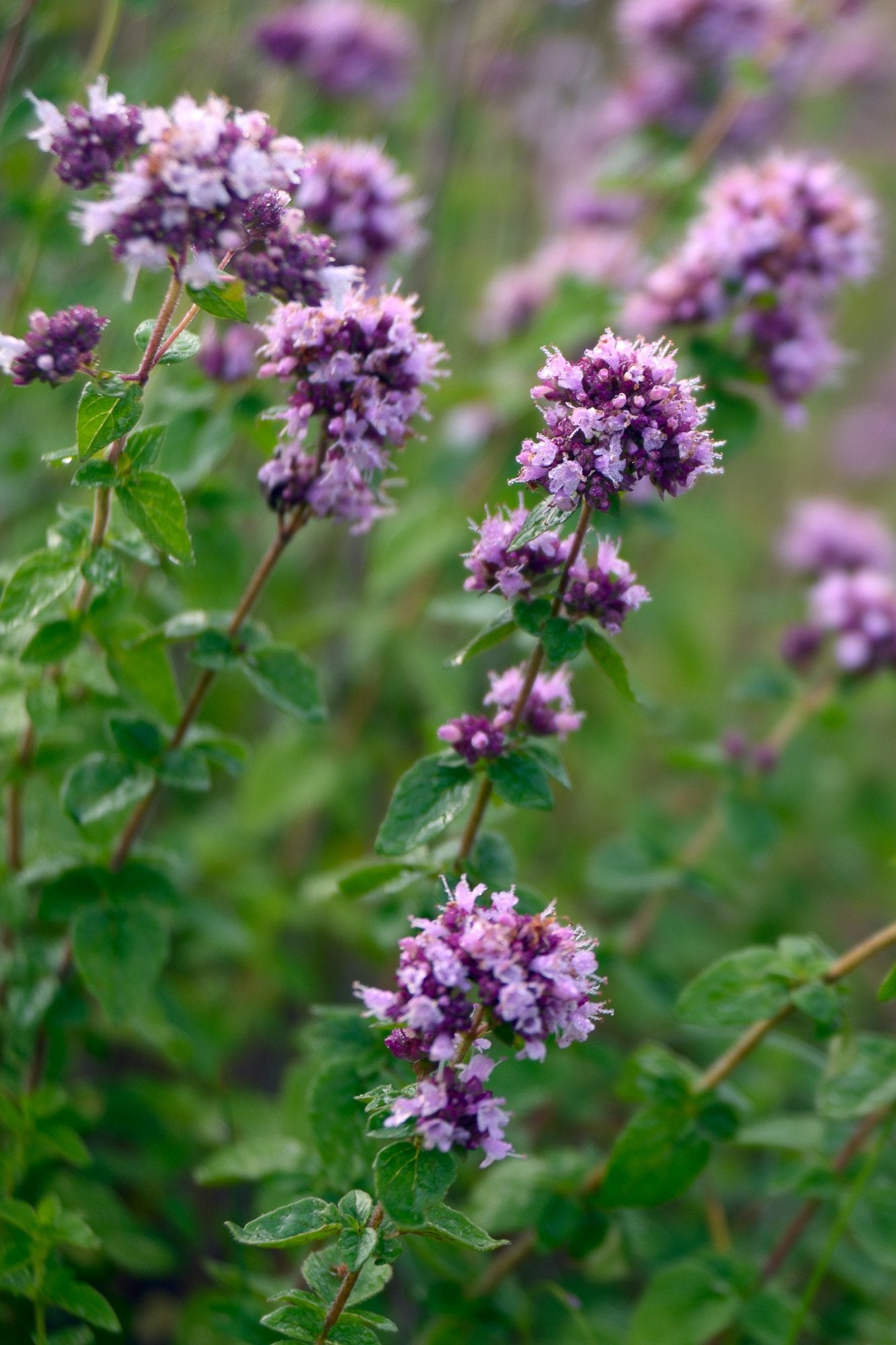 Oregano - Origanum vulgare - Tuinkabouter Chrisje