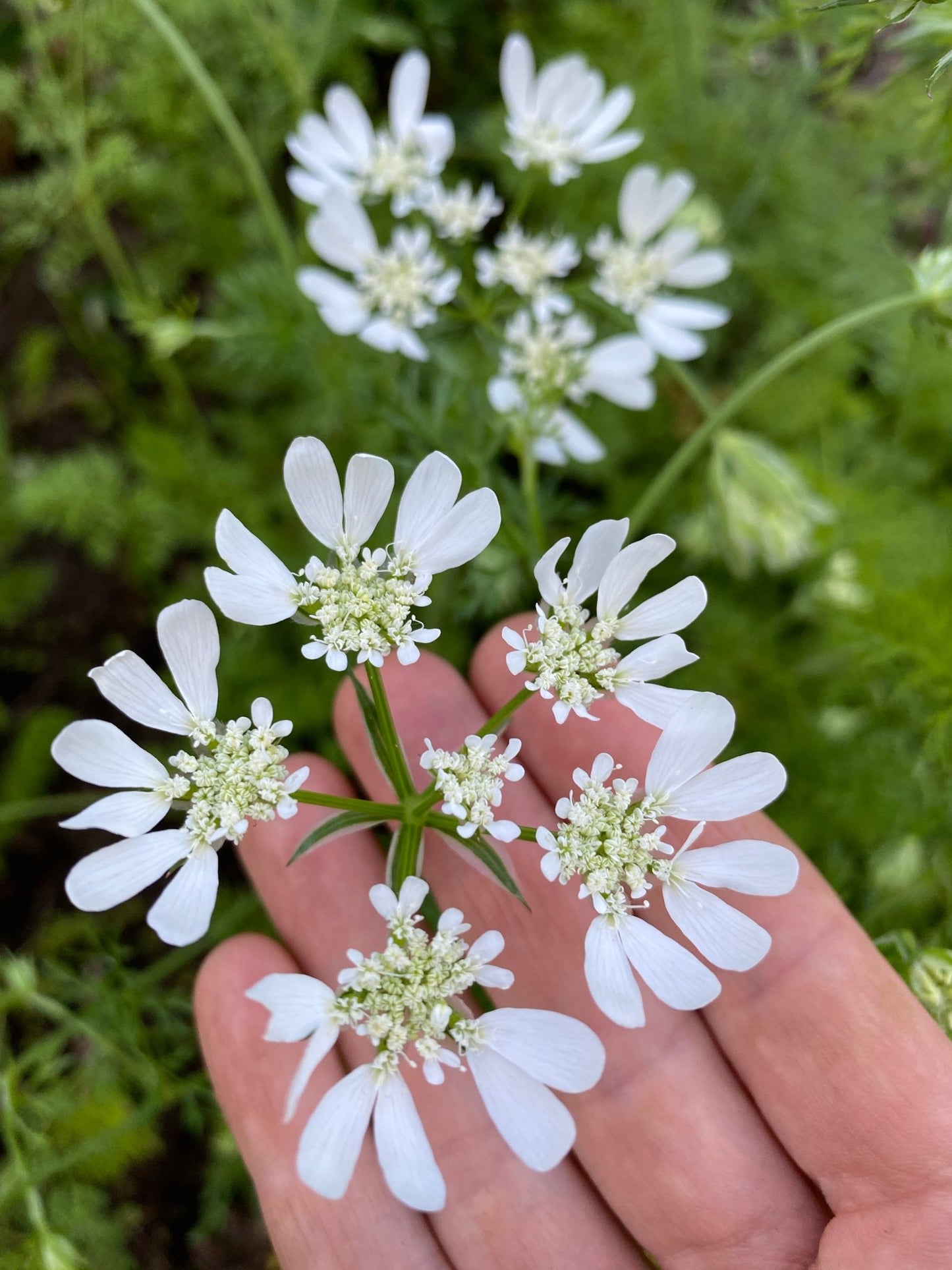 Orlaya Grandiflora - Tuinkabouter Chrisje