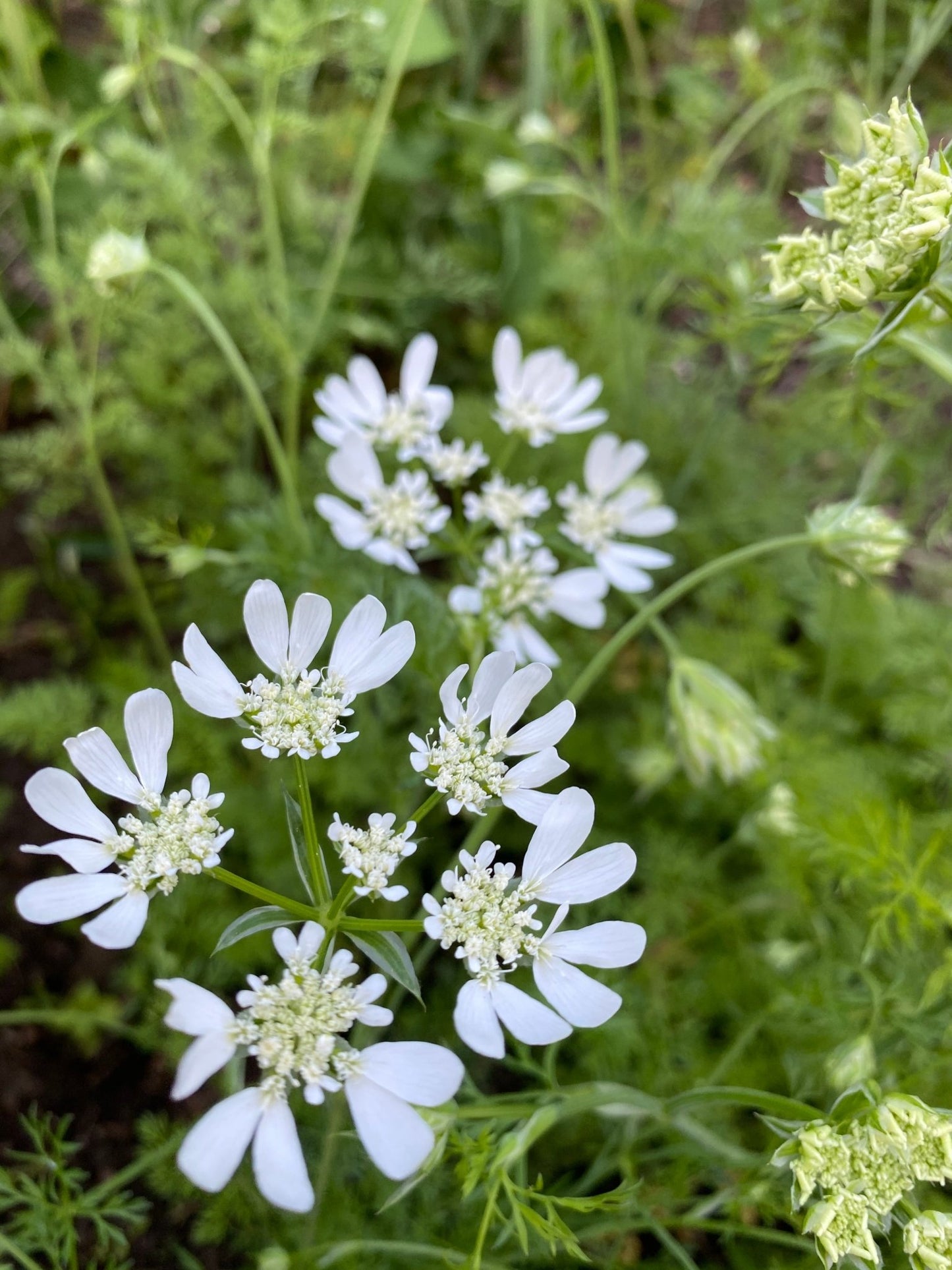 Orlaya Grandiflora - Tuinkabouter Chrisje