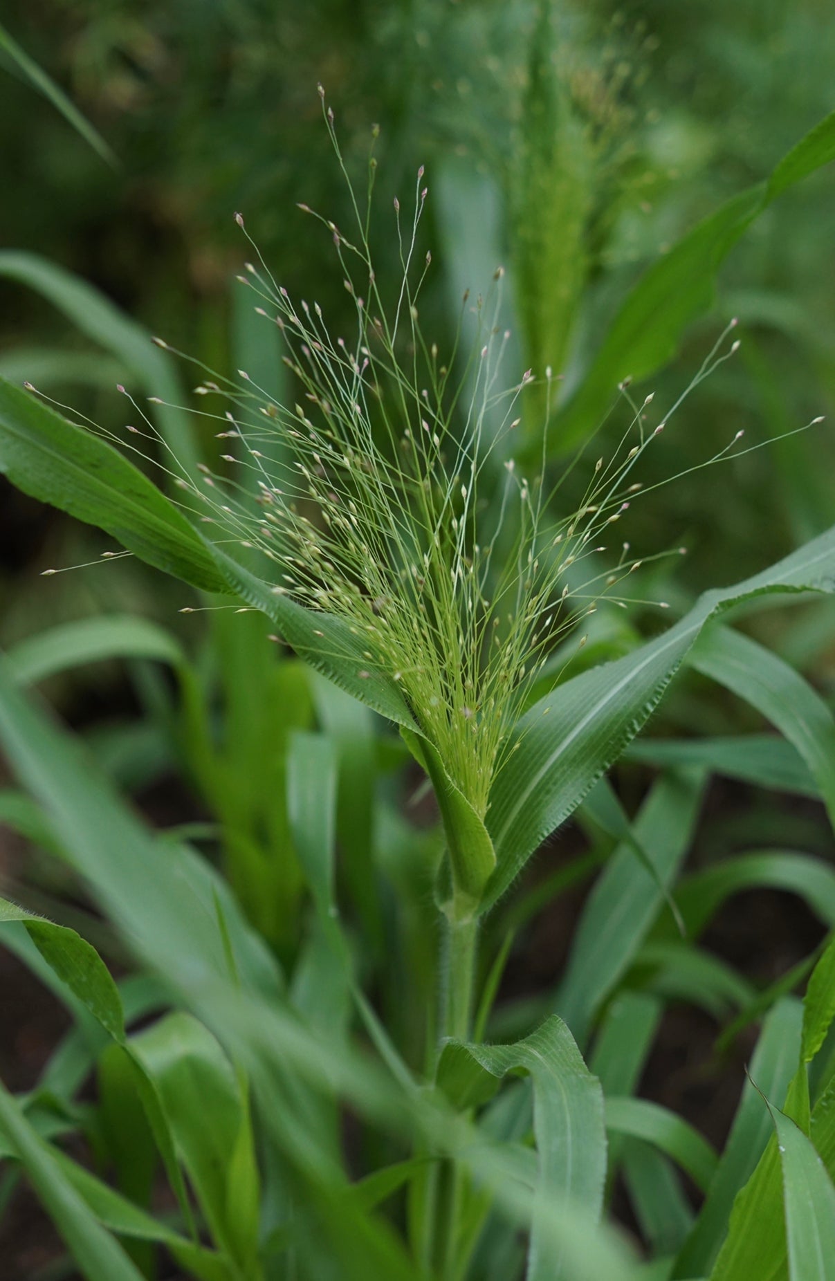 Panicum Elegans "Frosted Explosion" bloemenzaad - Tuinkabouter Chrisje