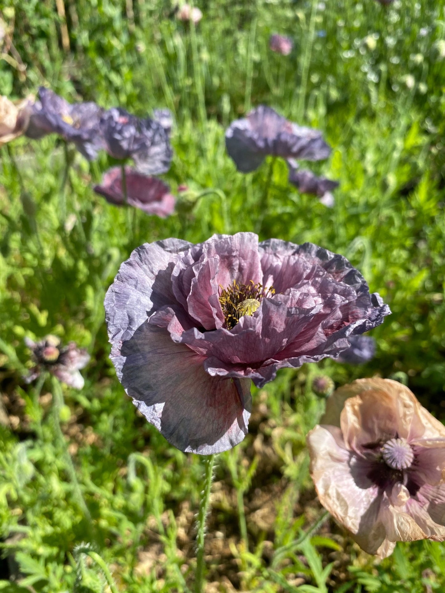 Papaver Rhoeas 'Amazing Grey' - Tuinkabouter Chrisje