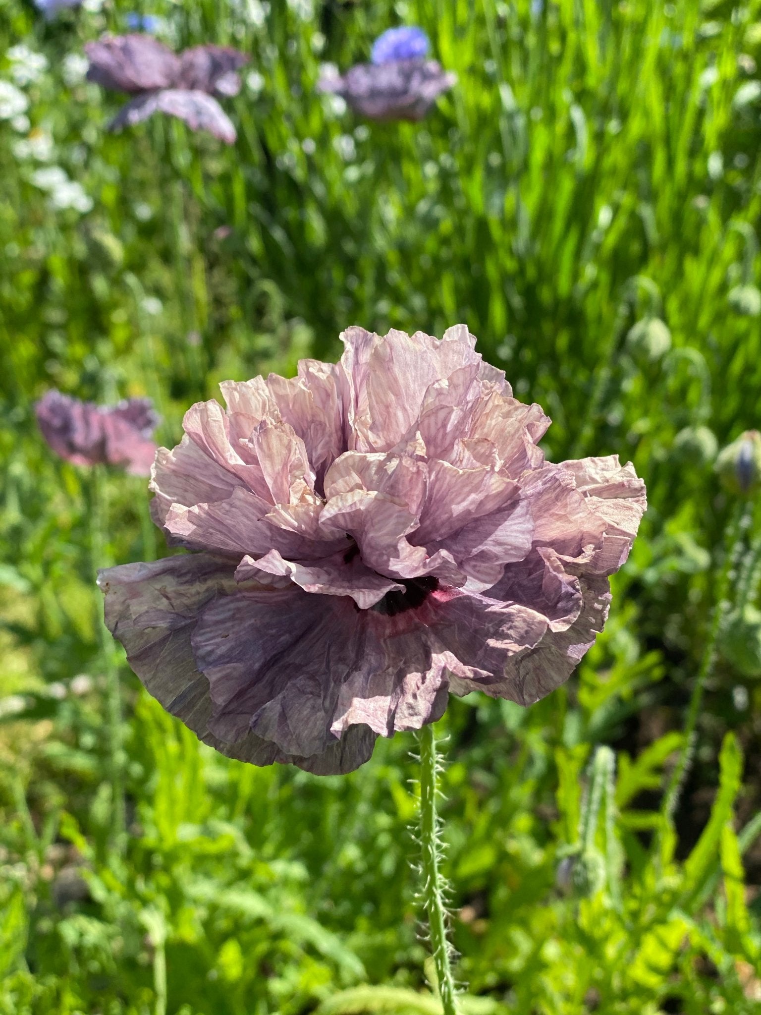 Papaver Rhoeas 'Amazing Grey' - Tuinkabouter Chrisje