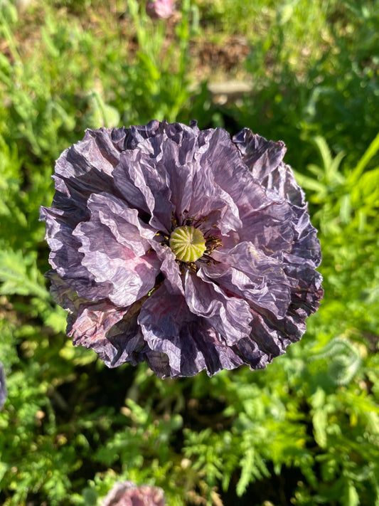 Papaver Rhoeas 'Amazing Grey' - Tuinkabouter Chrisje