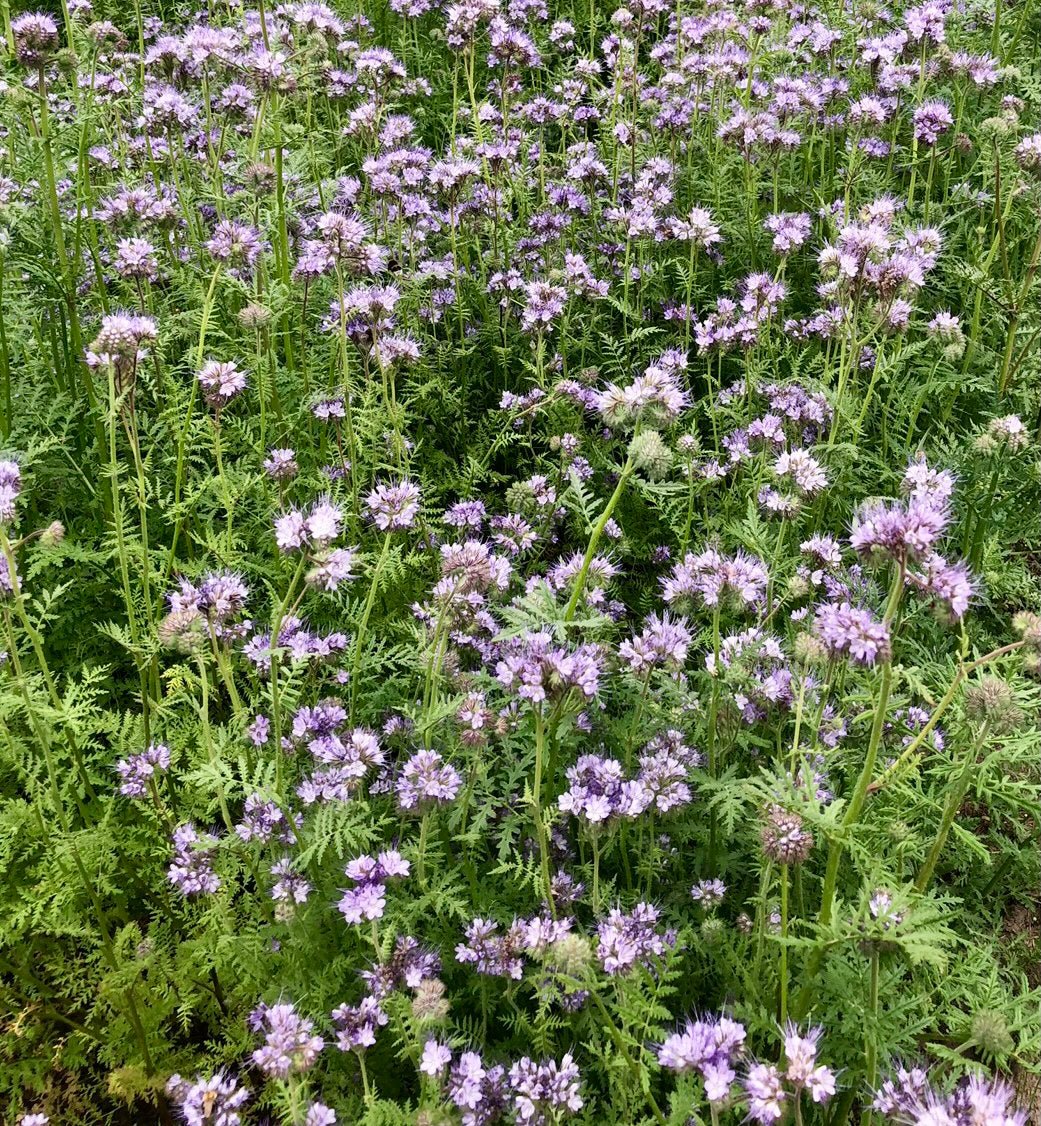 Phacelia - bijenbrood - Tuinkabouter Chrisje