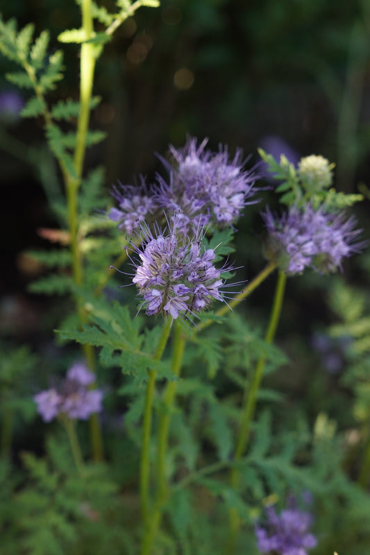 Phacelia - bijenbrood - Tuinkabouter Chrisje