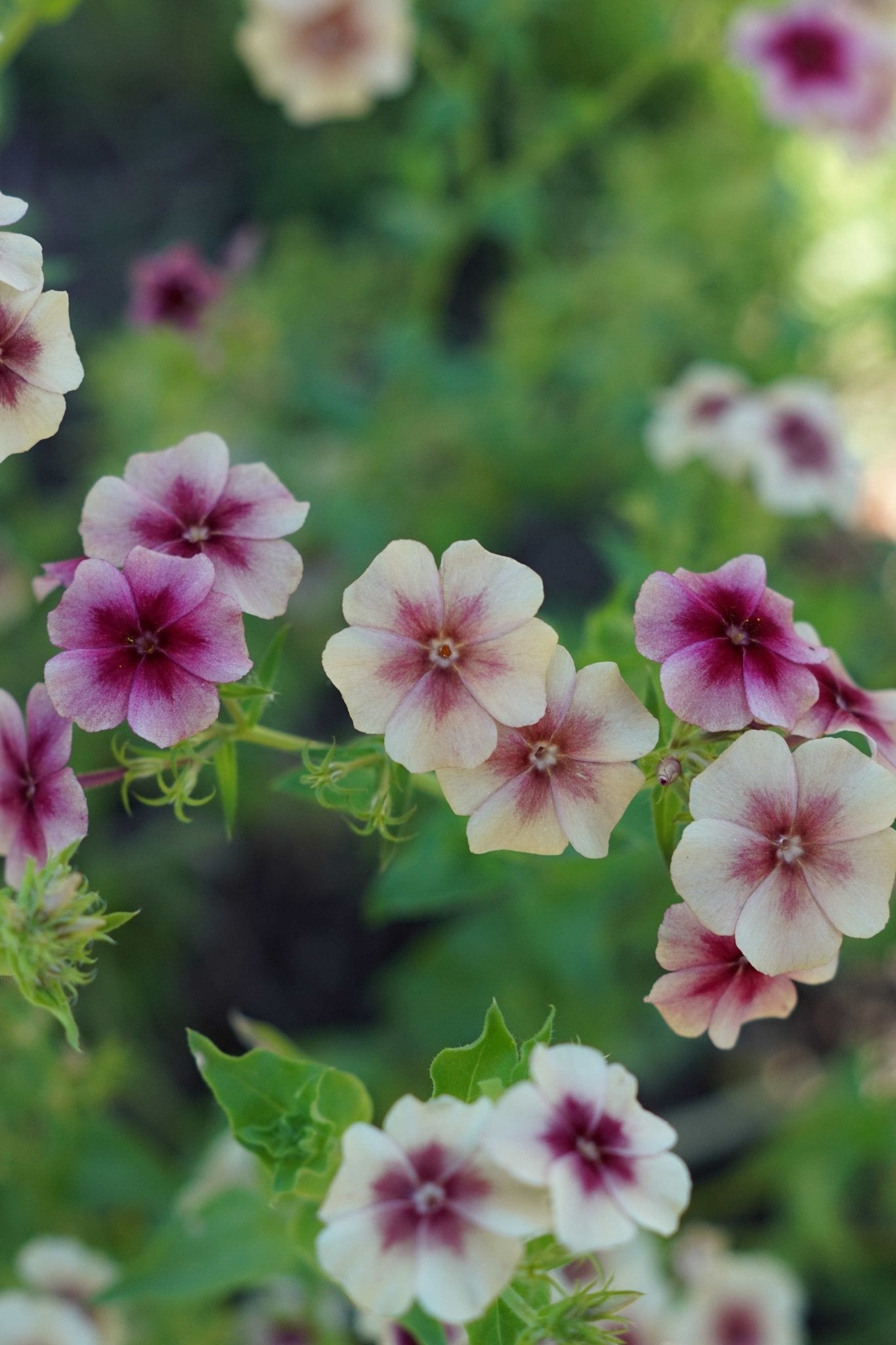 Phlox Drummondii Cherry Caramel - Tuinkabouter Chrisje