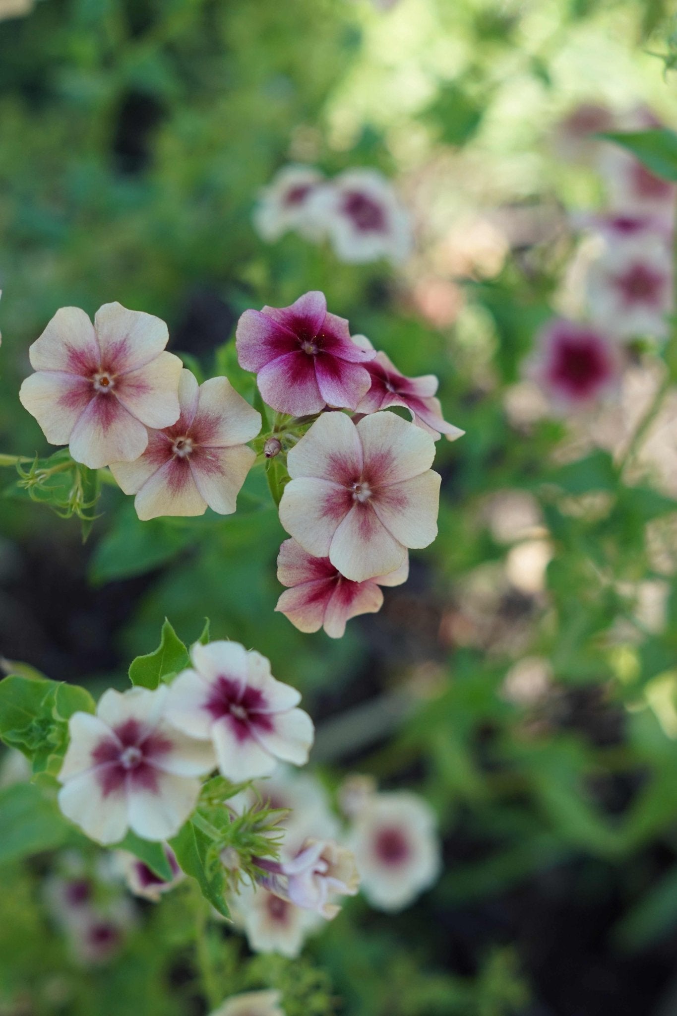 Phlox Drummondii Cherry Caramel - Tuinkabouter Chrisje