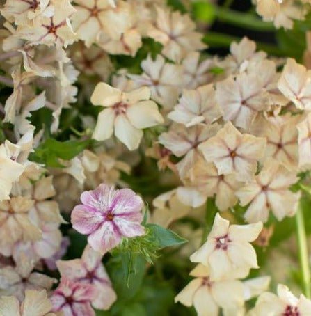 Phlox Drummondii Crème Brulee - Tuinkabouter Chrisje