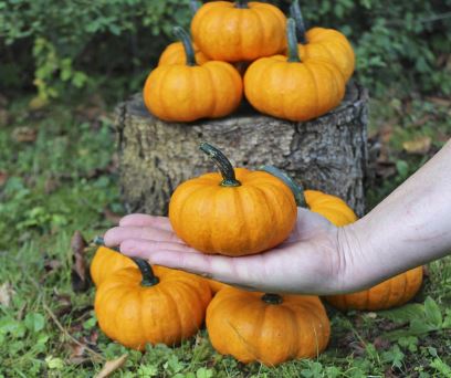 Pompoen Cucurbita pepo Sam Orange - Tuinkabouter Chrisje