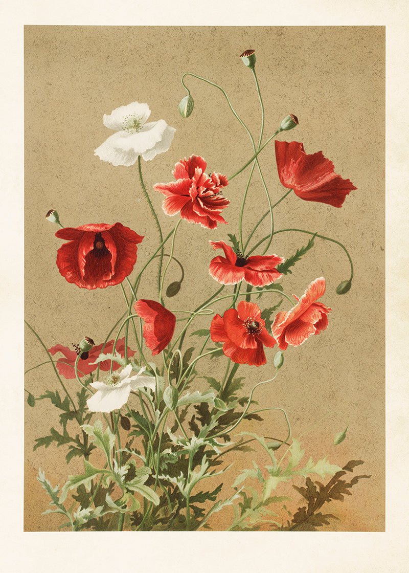 Poster Papaver 50 X 70 cm - Tuinkabouter Chrisje