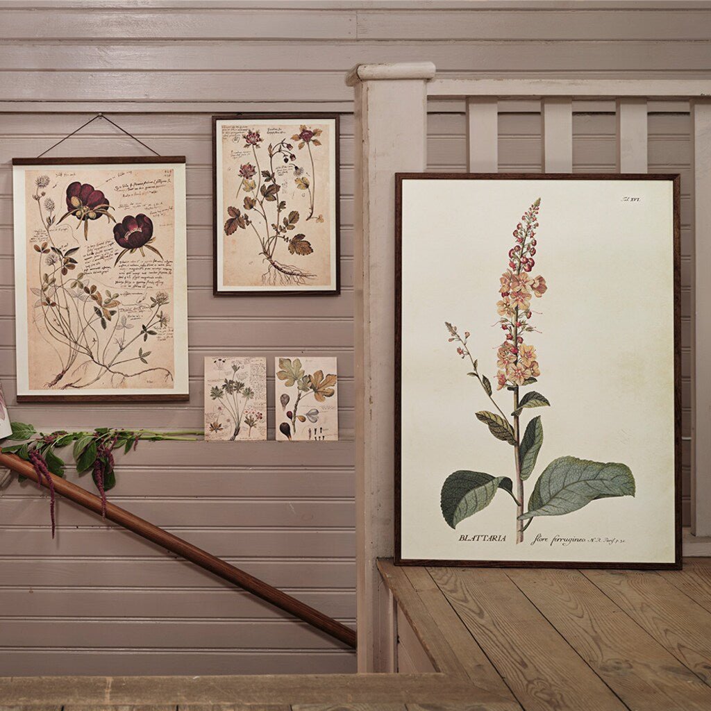 Poster Verbascum 50 X 70 cm - Tuinkabouter Chrisje