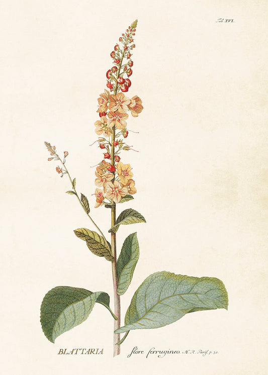 Poster Verbascum 50 X 70 cm - Tuinkabouter Chrisje